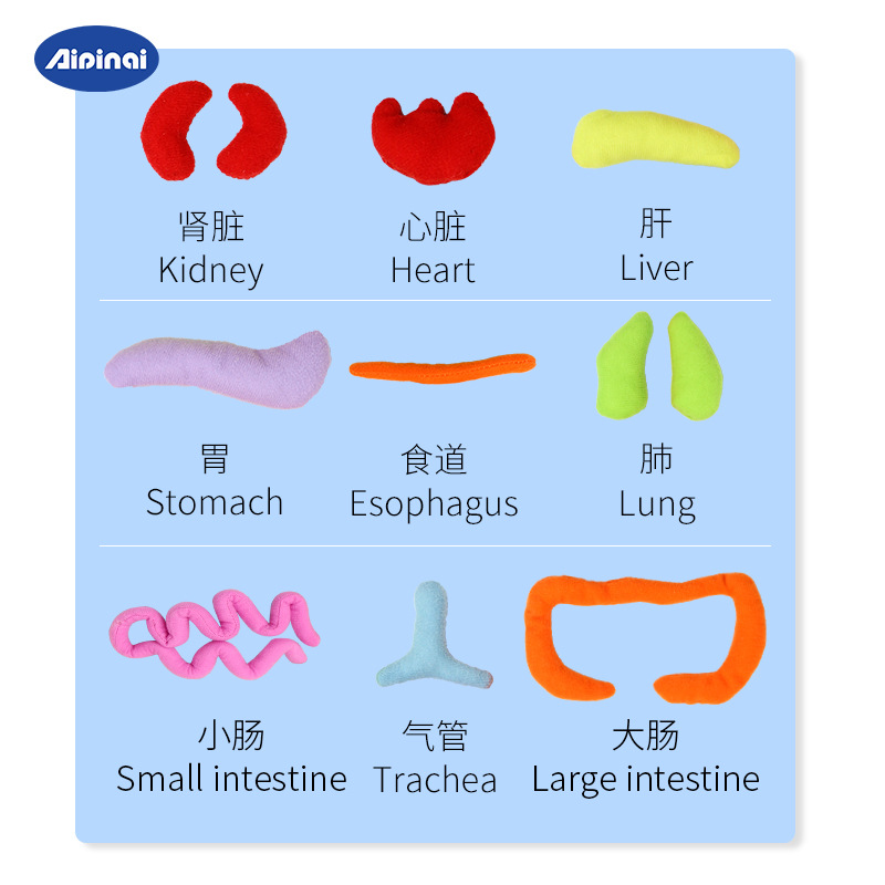 Nuevo entrenamiento de rompecabezas de estructura corporal cognitiva para niños, habilidades prácticas, cerebro, ayudas para la educación temprana de jardín de infantes, mapa de órganos