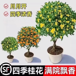 �ļ��𻨘������Խ��ͥԺ�����҃�ֲ������ͥԺ���µ�����B����