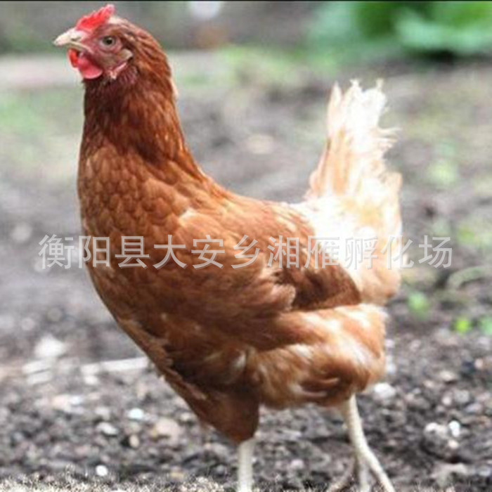 海兰褐蛋鸡1.0.jpg