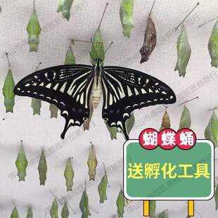 �����Ӽ���w�ɷ�����Y�o�����w��ͯ�Y����B�^��С���x�����J��