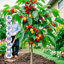 ܇���Ә������ڙ��Ҙ��簫���ش�޽ӹ���ͥԺ���F�ϱ����Nֲ����