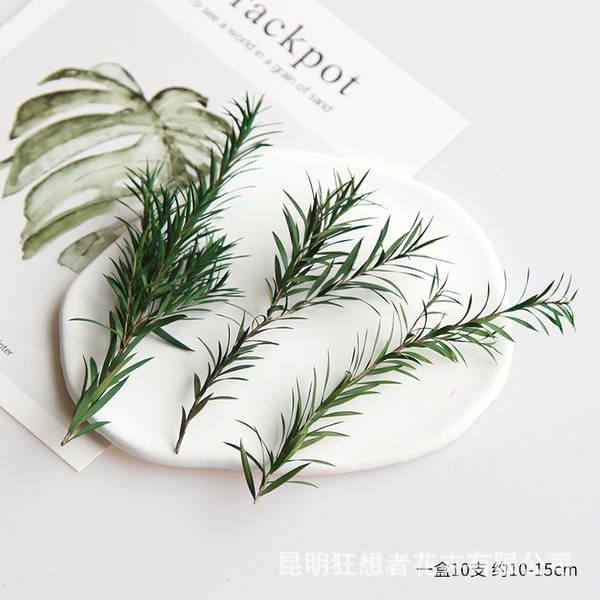Fantasist [Short Branch Thousand Layers of Gold] Natural retro…