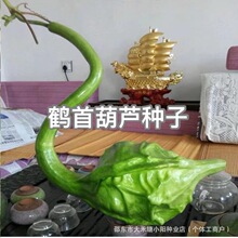 鹤首葫芦种子观赏植物庭院阳台室内花卉春冬四季易种爬藤绿植种籽