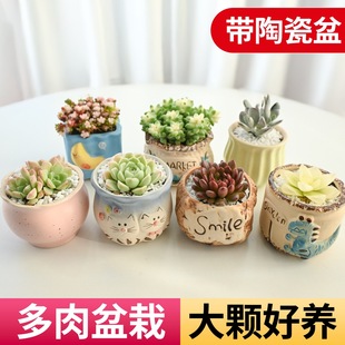 ����ֲ��M���҃�С������¶�ҵ����մɻ������Ϙ��߶�������Gֲ