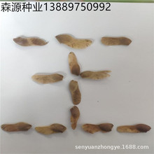 现货供应五角枫种子秋季成熟期采摘树籽胚芽鲜活出芽速度快