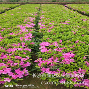 Wholesale Azalea Seedlings, Hunan Evergreen Azalea Balls, Spring Azalea Pictures, Greening Seedling Base