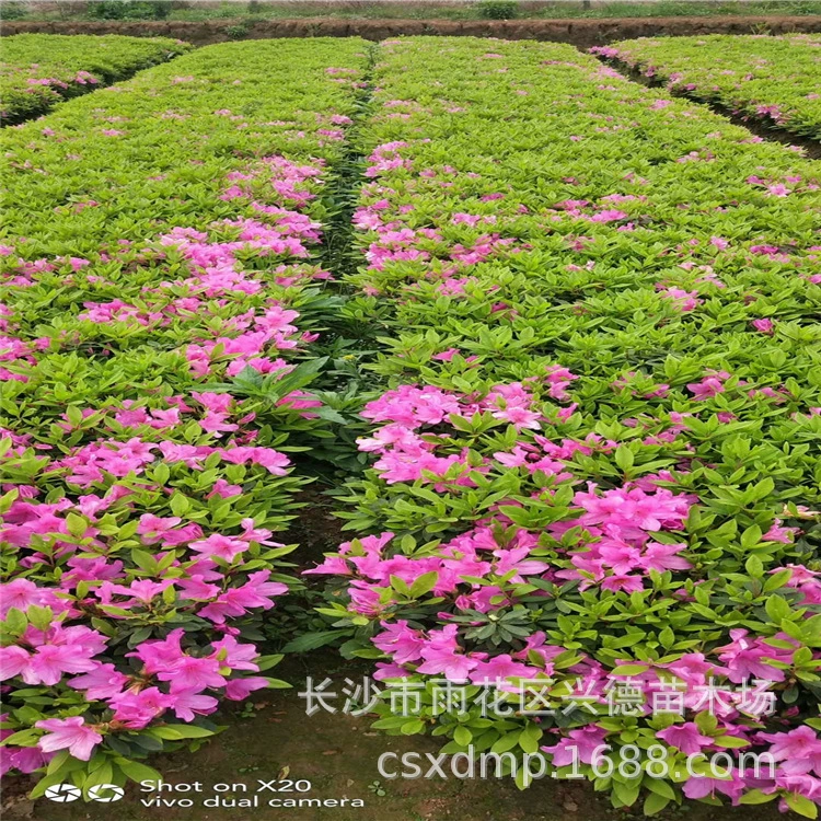 Оптовые рассада азалий, шары вечнозеленой азалии из Хунани, фотографии весенней азалии, база для посадки азалий