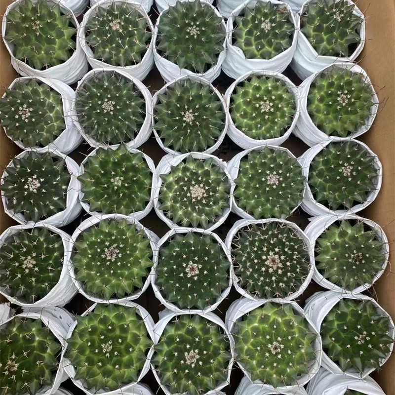 大仙人球コレクション、鉢植えの開花仙人掌、多肉植物、星兜瑞昌玉、玉龍鳳玉、玉翁|undefined