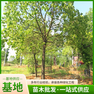 �����������l��ľ��������С�~�G���쾰�@���L�����S�y��