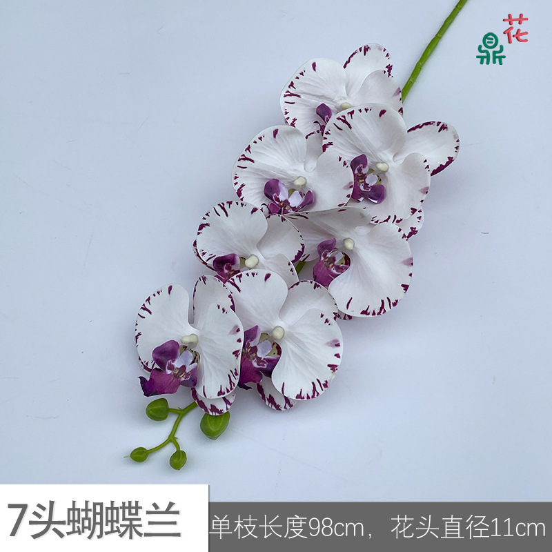 7-머리 phalaenopsis GFG #40 보라색 줄무늬 가장자리 흰색