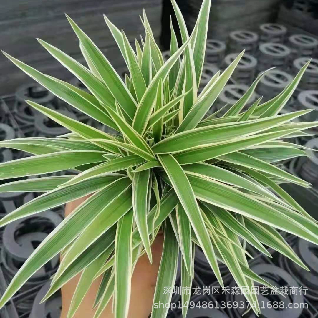Серебряный край трава небольшое Горшечное растение зеленый лист кабельная Орхидея саженцы открытый двор балкон вечнозеленый очистка воздуха цветы и растения