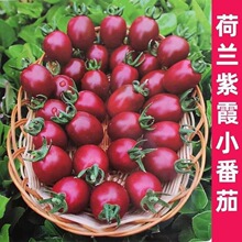 ɫСѷNɫ}ŮNәҷѷNСt߹˷N