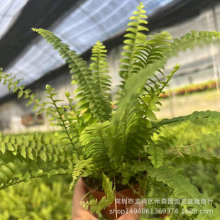 Boston Fern Potted Fern Popular Plant Indoor Office Balcony Foliage Shade-Resistant Purifying Air Evergreen All Year Round