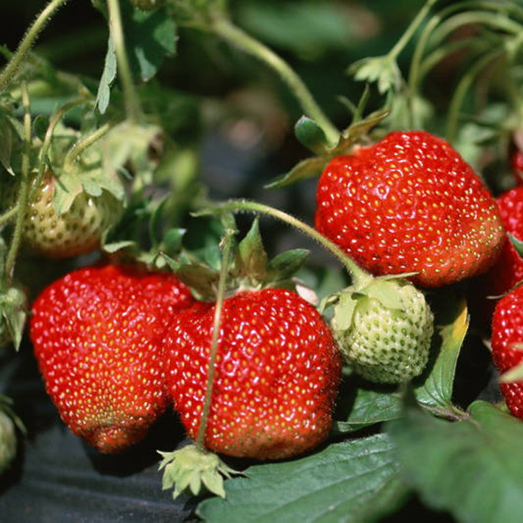 草莓香精，水蜜桃香精，油性香精，水性香精，耐高温香精