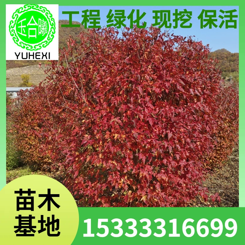 Поставка пятиугольных кленовых шаров, кленовых шаров, северо-восточных декоративных кленовых шаров, пятиугольных кленовых шаров на высоких столбах, пятиугольных кленовых шаров.