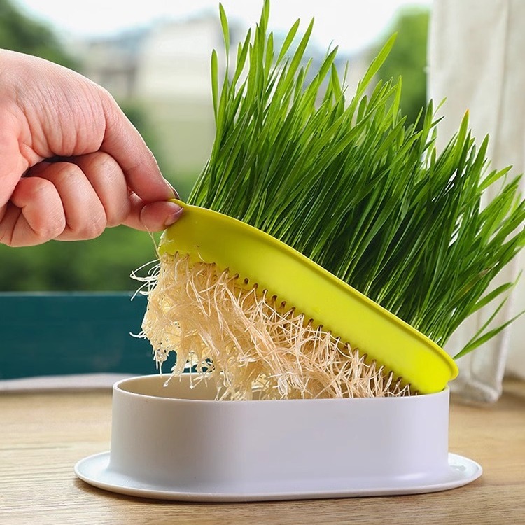Plato de vivero de semillas en maceta de pasto para gatos, plantación perezosa, pasto para gatos hidropónico sin suelo, pasto para gatos, semillas de trigo, bocadillos