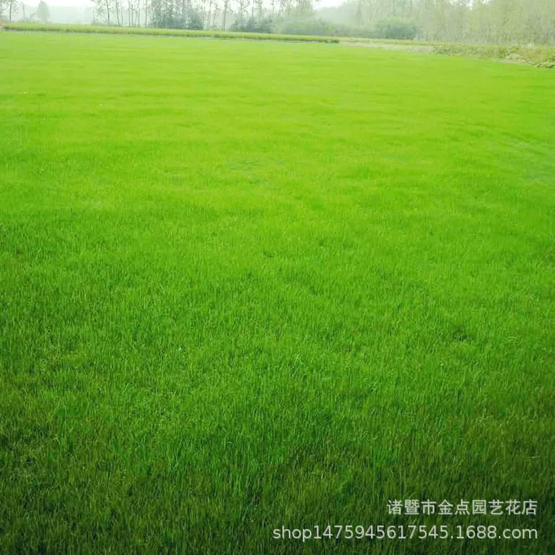 Сельскохозяйственные принадлежности: крестоцветная трава, ступенчатая трава, трава «счастливчик», жареная трава, газонная трава «Манила», газонная трава «Бермуды».