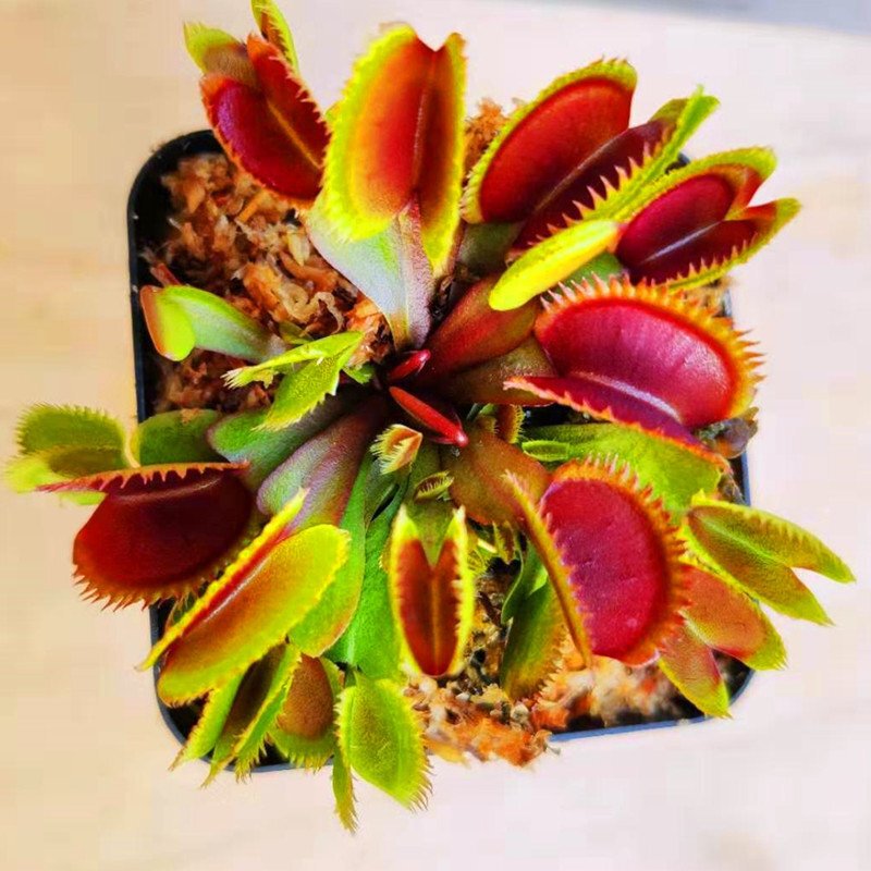 Flytrap, Nepenthes, Insect-Eating Plant, Mosquito-Repelling Plant, Mosquito-Trapping Plant, Super Large Insect-Catching Plant, Fun Potted Plant Flytrap, Nepenthes, Insect-Eating Plant, Mosquito-Repelling Plant, Mosquito-Trapping Plant, Super Large Insect-Catching Plant, Fun Potted Plant