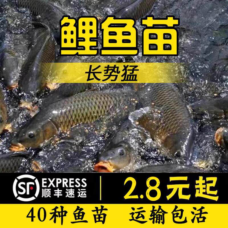 Carp fry for freshwater aquaculture and consumption, fast-growing large yellow river carp, red-tailed rice field carp, extra-large Jian carp fry