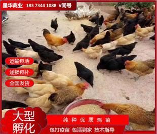 Зеленые яйца раковины, высокая зеленая раковина с желтой рамкой курицы, куриные саженцы, куриные саженцы Производители Оптовая птицеводство Синхуа