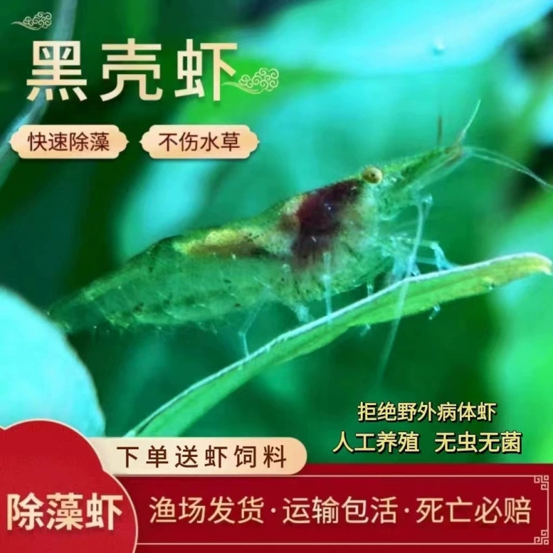 Черная раковина, креветки, свежая черепаха, корм для арована, удаление водорослей, очистка креветок, аквариум, аквариум с декоративными креветками, пресноводный очень большой инструмент для креветок