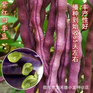 �����ۼܶ������ϼt�ļ����N�Ӹ߮a������ܿ���ܶ������߲˷N��