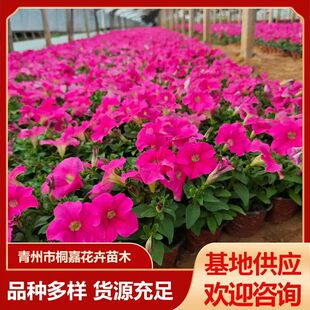 ���ػ������l�ر��ݻ��簫��ţ��·���^�r��ݻ����̹�����[ֲ��