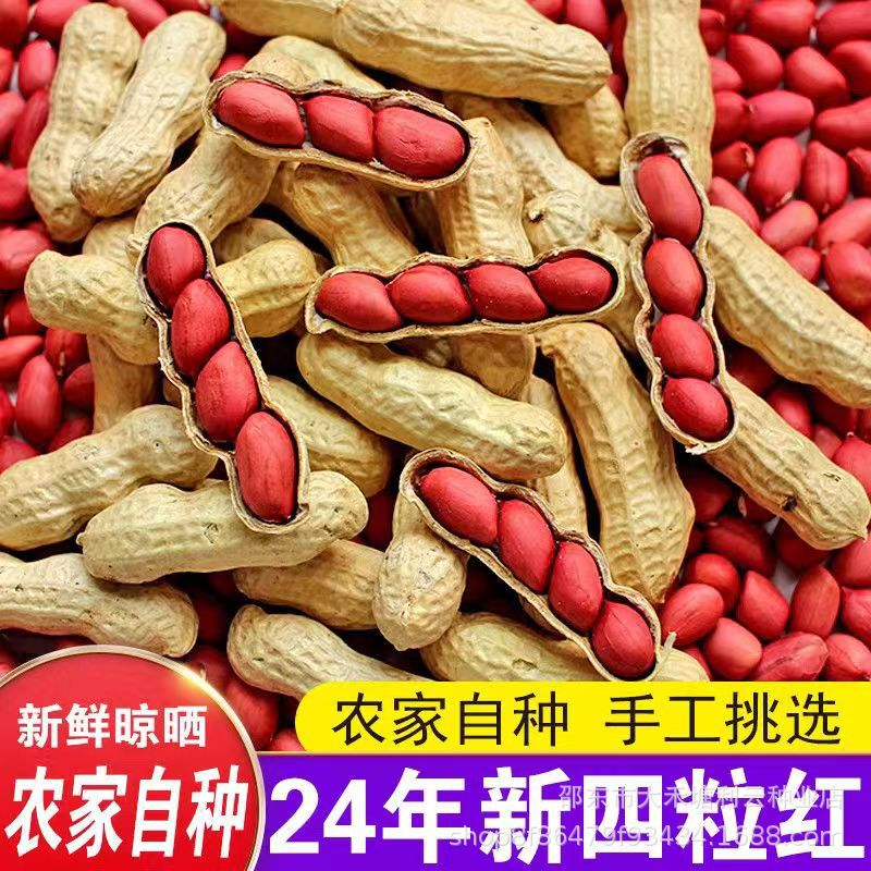 东北四粒红皮花生带壳新货新鲜晒干花生四粒红衣花生原装高产种子