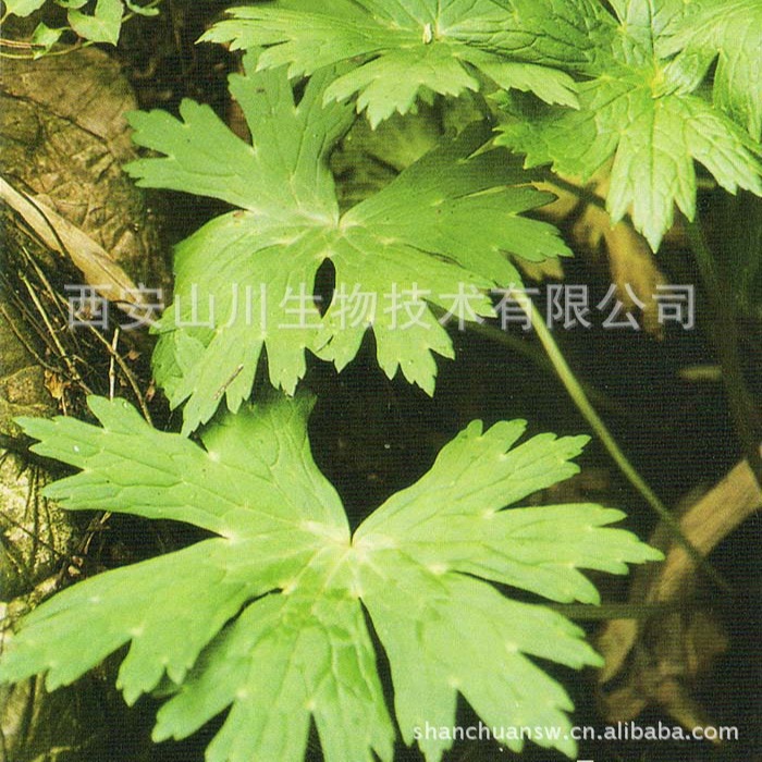 高乌甲素  32854-75-4  Lannaconitine 厂家现货当天可发货