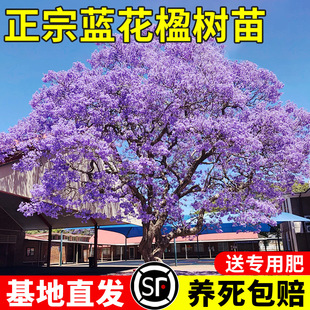 �{��麘������Ϙ��ͺ��������F�����L�����ľ��ɫ�G��ͥԺ�Nֲ