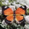 Silk 11CM Butterfly-Color Large 23