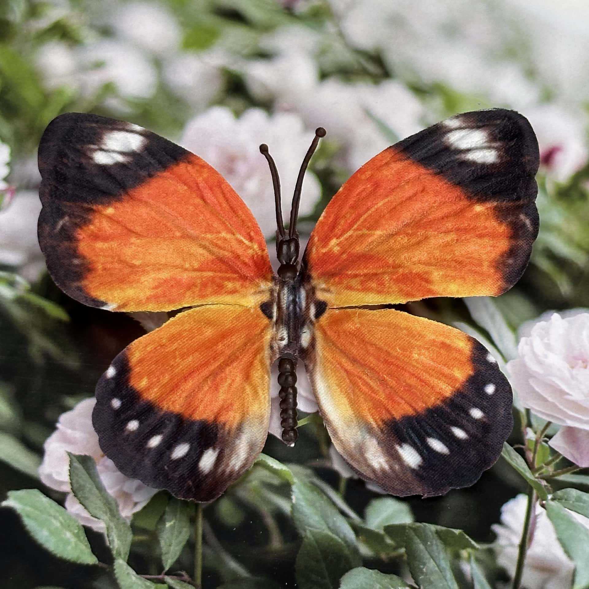 Seda 11CM color mariposa talla grande 23