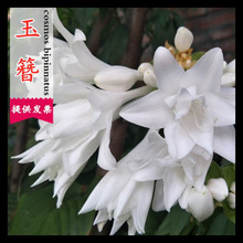 NӻN񴺰QݻѷNNӷNݶ