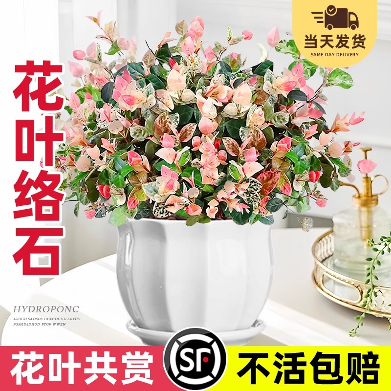 花葉絡石吊蘭盆栽五彩花卉彩葉絡石室內陽臺爬藤綠植庭院垂吊植物
