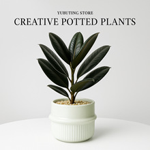 黑金刚橡皮树小盆栽北欧风室内植物绿植摆件办公室工位桌面好养活