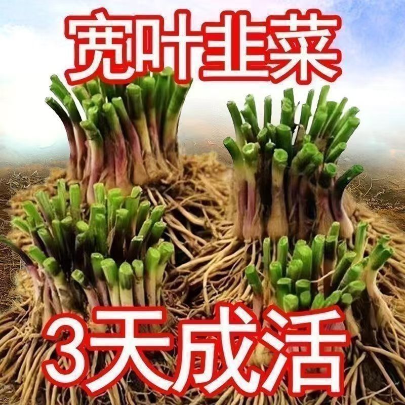 Red-Rooted Chive Root Seedlings, Purple-Rooted, Wide-Leaf, Red-Rooted, Fine-Leaf Chive Root Plants for All Seasons, Potted Indoor Balcony Vegetable Seedlings Red-Rooted Chive Root Seedlings, Purple-Rooted, Wide-Leaf, Red-Rooted, Fine-Leaf Chive Root Plants for All Seasons, Potted Indoor Balcony Vegetable Seedlings
