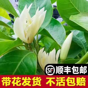 ���m�����m�����玧���������Ϙ��������S�Ǵ���ļ��_���ܾGֲ��