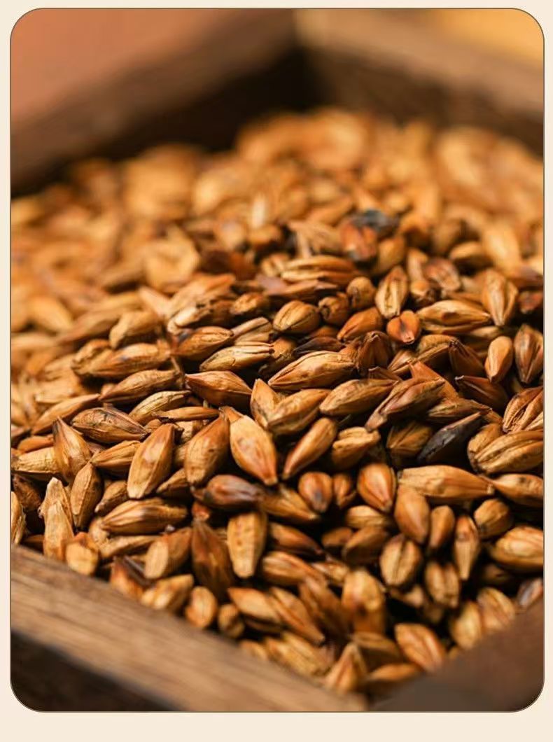 Roasted Barley Tea Loose Grain Herbal Tea Dam Mai Cha for Daily Brewing and Cooking in use
