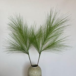 �ɰ�֦��c�Y����̨���÷��滨�Ƶ��b�����Gֲ�Rβ�ɏS��