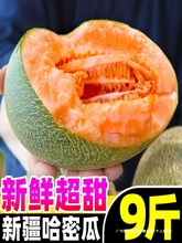 正宗新疆哈密瓜10斤新鲜水果西州蜜瓜25号老汉瓜一整箱网纹甜瓜无