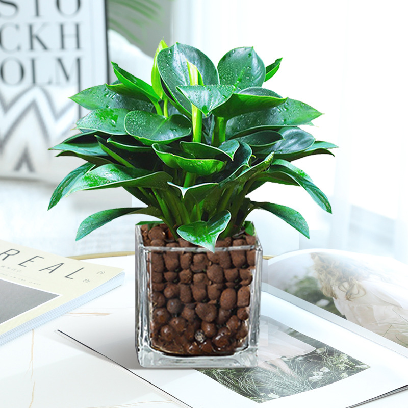 [인터넷 연예인 수경재배 모델] 골든 다이아몬드 3개, 약 25cm 사각 원통형 유리 + 세람사이트 + 영양액