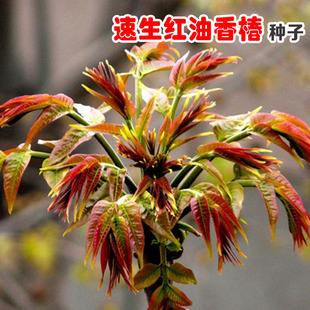 �t���㴻�N�������㴻�N���ļ��t�㴻��N�Ӽt�~�㴻ѿ��˷N����