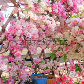 三角梅盆栽多色庭院爬藤梅花苗老桩四季三角开花