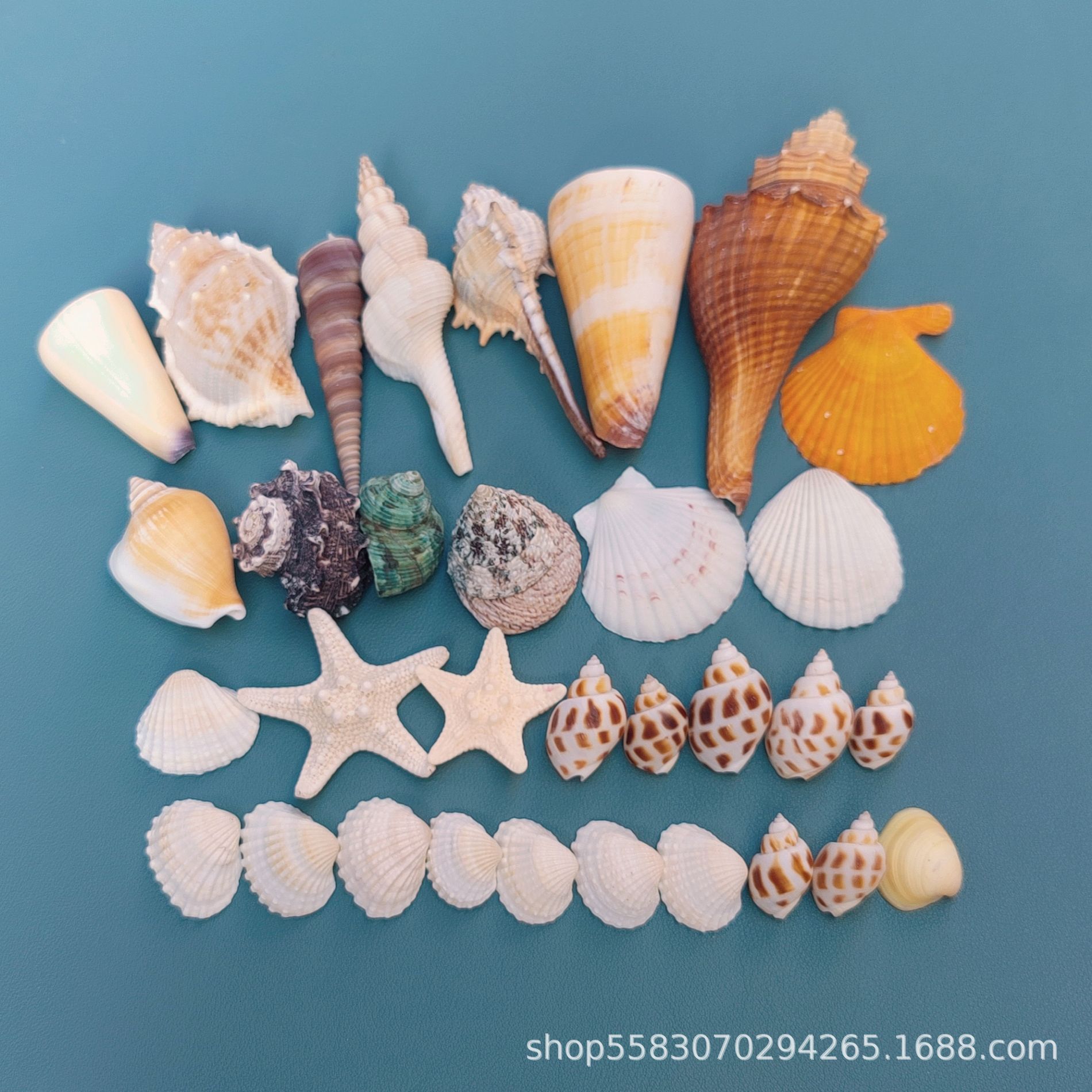 Conchas de caracoles naturales vendidas por kilogramo de cangrejos de estrellas de mar reemplazar conchas acuarios paisajísticos botellas a deriva materiales de pintura a mano