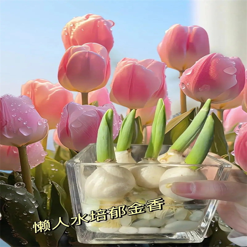 郁金香种球水培花卉土养植物室内花四季好养活盆栽荷兰鲜花种籽子