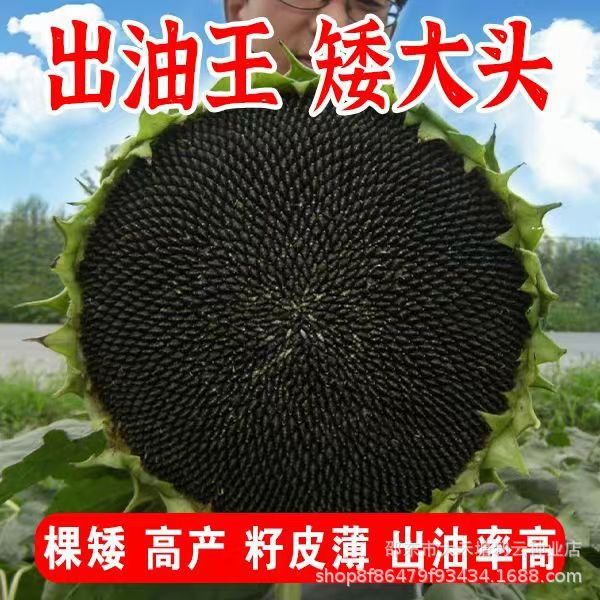 Oil sunflower seeds wholesale short big head oil sunflower seeds…