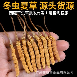 Դ�^���x�Ĳݸ��x�����l һ��3�l�x�ݸ�؛�o����x�wMɫ�ɽ��S