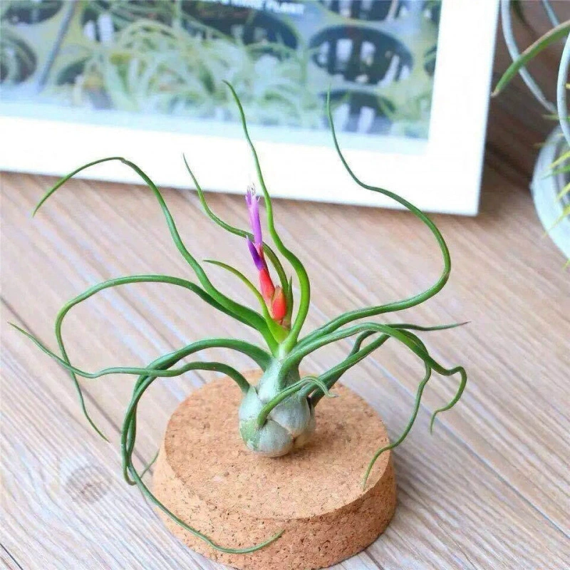 Гигантский осьминог-ананас, ленивое настольное растение в горшке без почвы, очищает воздух и поглощает формальдегид.