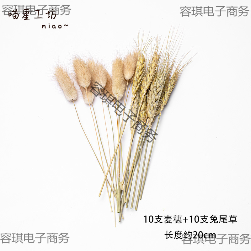 √【18元批发】猫咪丰容果实干果玩具橡果松果宠物用品天然植物丰|undefined