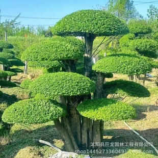 Base Pairing of White Wax Modeling Trees, Pairing of White Wax Greening Projects, Courtyard Trees, Complete Specifications of White Wax